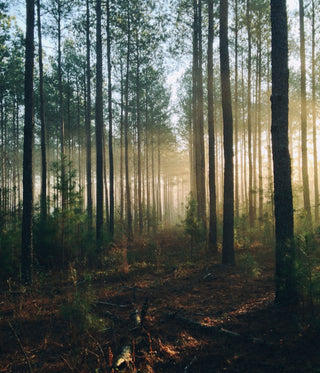 What does Ancient Wisdom mean?