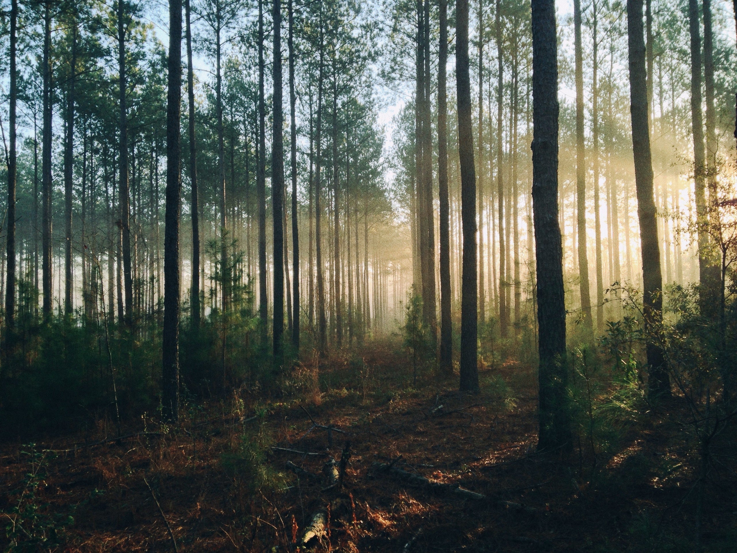 What does Ancient Wisdom mean?