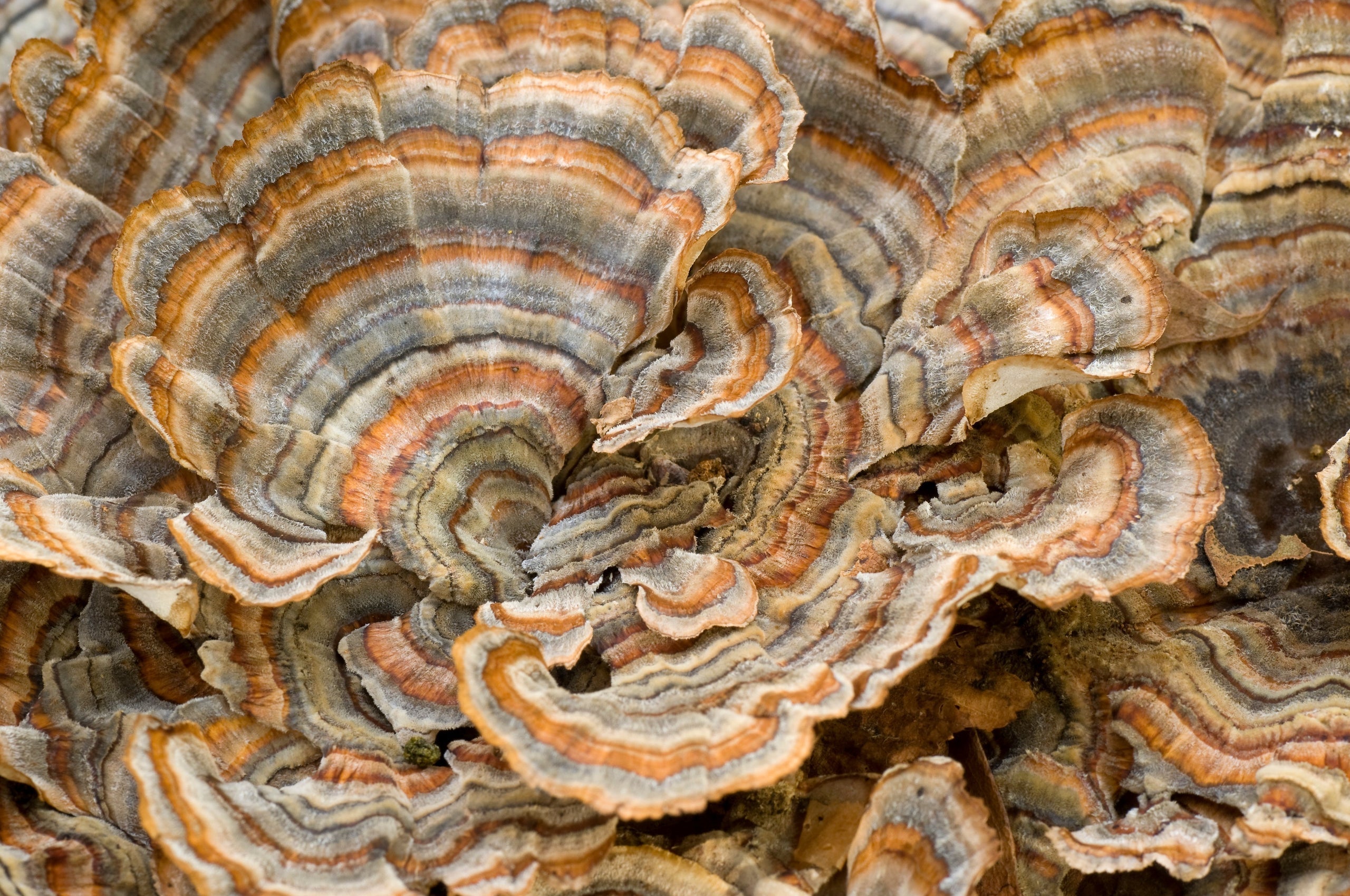 Functional Mushrooms: Nature's Ancient Remedy for Optimal Immune Function